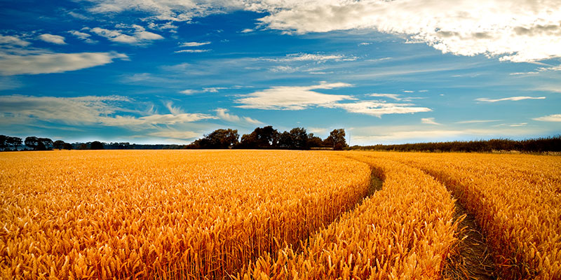 Sompo International ARMtech Insurance Services